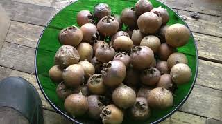 Last garden bed harvests of the growing season from deer camp plus the medlars [upl. by Ahsym187]