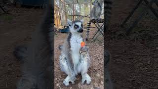 Pet Ringtailed Lemurs Eating Snacks [upl. by Harewood]