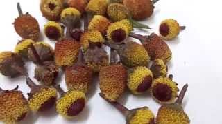 Spilanthes acmella  Flowers India Extract Oil Seeds Flower amp Roots [upl. by Tedra]