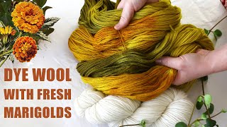 Dye wool with Marigold Flowers  Last Minute Laura [upl. by Erotavlas535]