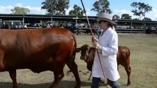 2016 Nanango Show  Cattle Parade [upl. by Bough243]