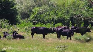 La Camargue et Arles [upl. by Rudolph]