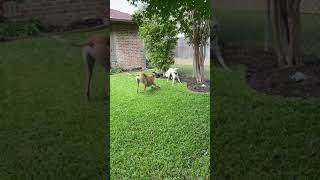 Who’s Faster  a Greyhound or a Saluki [upl. by Mixie]