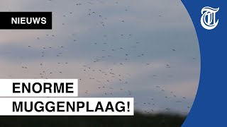 Muggen zorgen voor overlast bij Afsluitdijk [upl. by Gimpel]