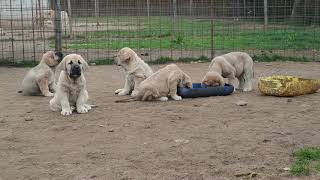 Cachorros mastín español [upl. by Chubb]