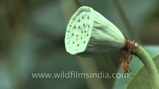 Fruit and unripe seed pod of lotus or Nelumbo nucifera [upl. by Dnomyaw580]