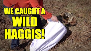 How To Catch Wild Haggis 🏴󠁧󠁢󠁳󠁣󠁴󠁿 Ep 239 [upl. by Abie]