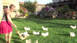 West Highland White terriers playing [upl. by Selden]