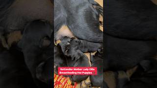 Rottweiler Mother Ne Chaat Chaat Ke Apne Puppies Ki Potty Saaf Kari shorts rottweiler dogs [upl. by Chew518]