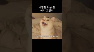 아기고양이 인생의 대위기ㅋㅋㅋㅋㅋ [upl. by Leavy990]