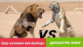 Дахшатли жанг Шер ва йулбарс жанги Daxshatli jang Sher vs yulbars [upl. by Konyn]