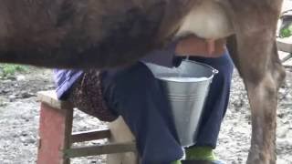 Milking The Cow in Ushguli Georgia June 2016 [upl. by Adnorahs]