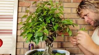 Quick bonsai tour silver birch trim Aussie Bonsai Bonsai [upl. by Barrow37]