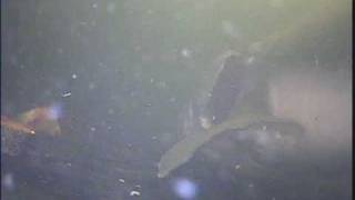 Adult White Sturgeon Feeding at Vancouver Island University [upl. by Annovahs933]