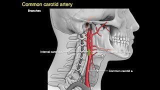 Arteries of the neck [upl. by Ledarf295]