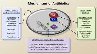 Mechanisms and Classification of Antibiotics Antibiotics  Lecture 3 [upl. by Leahkim]