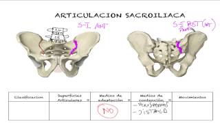 Articulacion sacroiliaca [upl. by Olimpia]