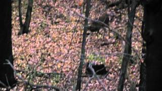 EC Outdoors String Stalkers quotA Fall of Plentyquot Part 1 [upl. by Stichter]