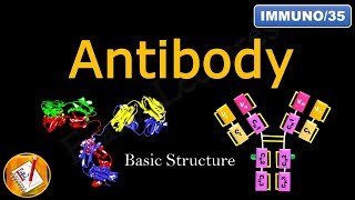 Detailed Antibody Structure FLImmuno35 [upl. by Geithner]