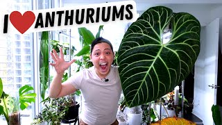 My Anthurium Collection 💚 Regale Metallicum Warocqueanum Veitchii Magnificum Crystallinum [upl. by Theodor931]