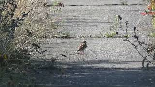 Woodlark  Boomleeuwerik  Soesterberg NL  3082024 [upl. by Becca]