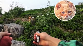 A blind stray cat lives by picking up dead fish hoping to get one from a fisherman [upl. by Nikolaus973]