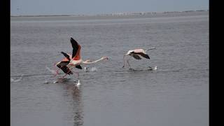 NAMIBIE reportage Les Himbas Le désert du Namib ETOSHA [upl. by Maidie]