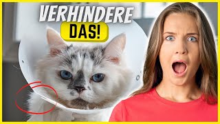 4 tödliche Gefahren für deine Katze und wie du sie verhinderst [upl. by Ama151]