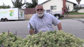 How to Maintain and Prune Drought Tolerant Plants [upl. by Dias334]