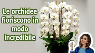 7 Segreti per far fioreire la tua orchidea tutto lanno  Lo so [upl. by Roos]