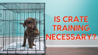 Is Crate Training Necessary 17 Pros amp Cons of Crate Training a Dog [upl. by Aremahs]