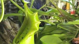 CARNIVOROUS PLANTS CAN EAT MICE [upl. by Janice]