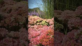 Sedum sedum gardens [upl. by Pharaoh91]