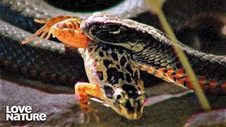 Australias Most Dangerous Creatures Red Bellied Snakes Tiger Quoll Death Adder  Love Nature [upl. by Helbonnah]