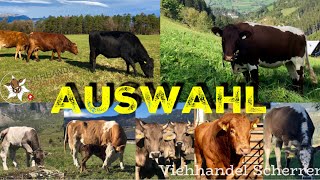 Mutterkuh Schweiz Fleckvieh Simmental Rinder  die neue Alternative für Milch und Fleischproduktion [upl. by Sukhum]