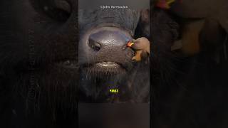 Oxpecker Bird That Harms Animals shorts [upl. by Alemac]