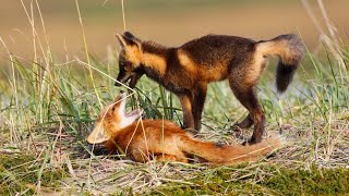 Red Fox Adaptation And Secrets of Their Hunting Success  Foxes Facts [upl. by Canon]