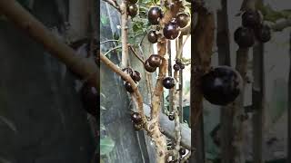 Jaboticabajaboticaba anggurbrazilkebunhalamanrumah [upl. by Levram]