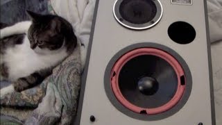 SPEAKER BLOWOUTS  Sound Dynamics Woofers [upl. by Manley124]