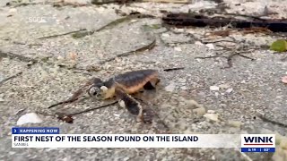 Leatherback sea turtle nesting season begins in Sanibel [upl. by Roanne]