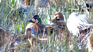 Baikal Teal at Greylake 4K [upl. by Keare554]