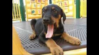 Chocolate Lab Doberman Mix Puppies for Adoption NJ NY RI MA DC NH [upl. by Ahsatan497]