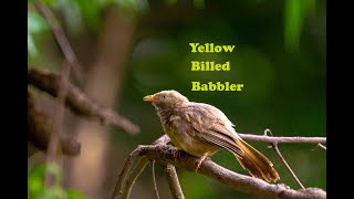 Babbler bird Yellow Billed Babbler birding birds wildlife [upl. by Neelsaj51]