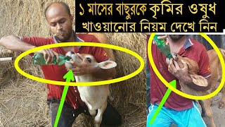 ছোট বাছুরকে কৃমির ঔষধ খাওয়ানোর নিয়ম  বাছুরকে কৃমির ট্যাবলেট খাওয়ার নিয়ম  কৃষি প্লাস [upl. by Ion]