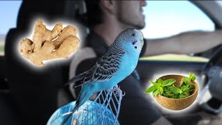 3 Remedies for Motion Sickness in Parrots Feat My Budgie [upl. by Cote971]