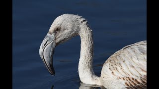 Flamenco Austral Phoenicopterus chilensis [upl. by Notsirt477]