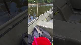 Setting Out Trotline’s and Baiting Them fishing fish river catfish [upl. by Phelgen]