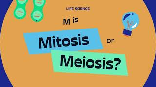 Avoid the Mistakes Mitosis vs Meiosis Breakdown Mitosis [upl. by Lleznol]