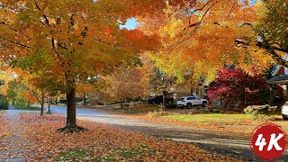 Peaceful Canadian Neighborhood Walk  Beautiful Autumn Ambience  Sound for Sleep and Study [upl. by Lerud539]