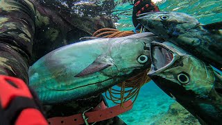 SELECTIVE HUNTING  PELAGICS  SPEARFISHING PHILIPPINES [upl. by Nosyarg]